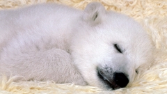 Animals sleeping Polar Bears