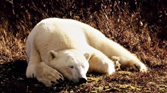 Animals sleeping Polar Bears