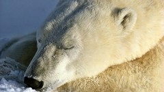 Animals sleeping Polar Bears