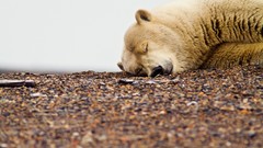 Animals sleeping Polar Bears