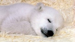 Animals sleeping Polar Bears baby animals