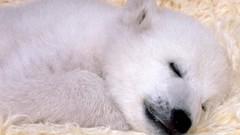 Animals sleeping Polar Bears wild animals baby animals
