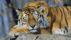 Animals sleeping Russia Tigers Siberian tiger