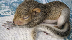 Animals sleeping squirrels