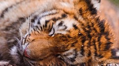 Animals sleeping Tigers