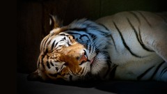Animals sleeping Tigers