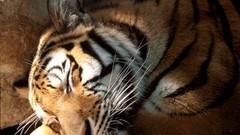Animals sleeping Tigers