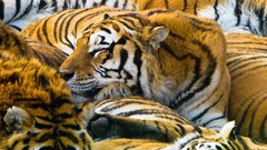 Animals sleeping Tigers Mammals
