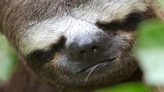 Animals sloth