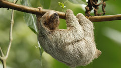 Animals sloth
