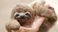 Animals sloth