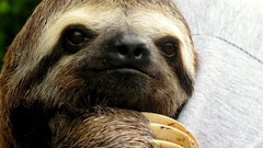 Animals sloth
