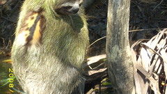 Animals sloth animal