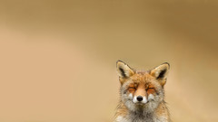 Animals smiling foxes