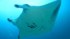Animals smooth manta ray