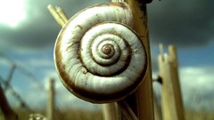 Animals snails