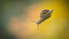 Animals snails blurred background molluscs gradient background