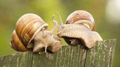 Animals snails fences molluscs