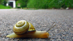 Animals snails molluscs