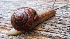 Animals snails molluscs