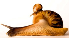 Animals snails molluscs