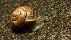Animals snails molluscs
