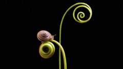Animals snails molluscs
