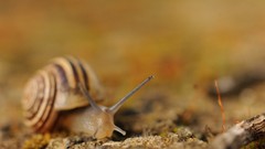 Animals snails molluscs