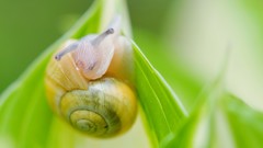 Animals snails molluscs