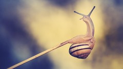 Animals snails molluscs