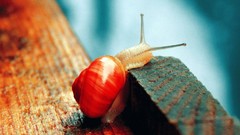 Animals snails molluscs