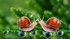 Animals snails molluscs