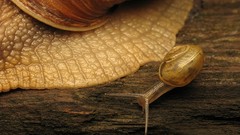 Animals snails national geographic molluscs