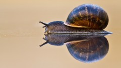 Animals snails reflections molluscs