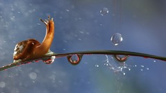 Animals snails water drops molluscs