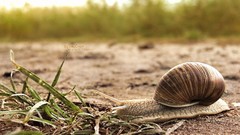 Animals snails wildlife molluscs