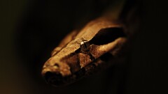 Animals snake depth of field Reptiles