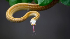 Animals snakes