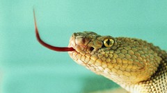 Animals snakes
