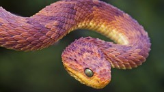 Animals snakes