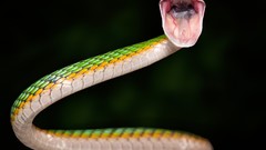 Animals snakes