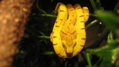 Animals snakes animal