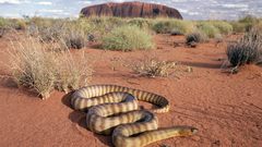 Animals snakes Australia Reptiles