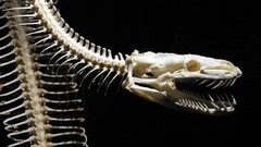 Animals snakes Bones