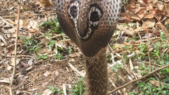 Animals snakes cobra