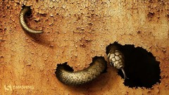 Animals snakes cracks Reptiles rusted artistic