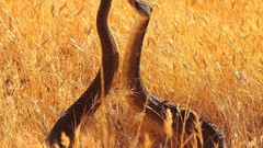 Animals snakes fields Reptiles