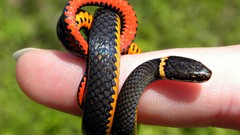 Animals snakes fingers