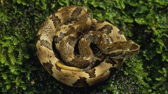 Animals snakes national geographic