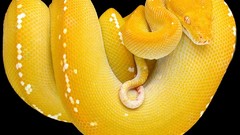 Animals snakes python Reptiles